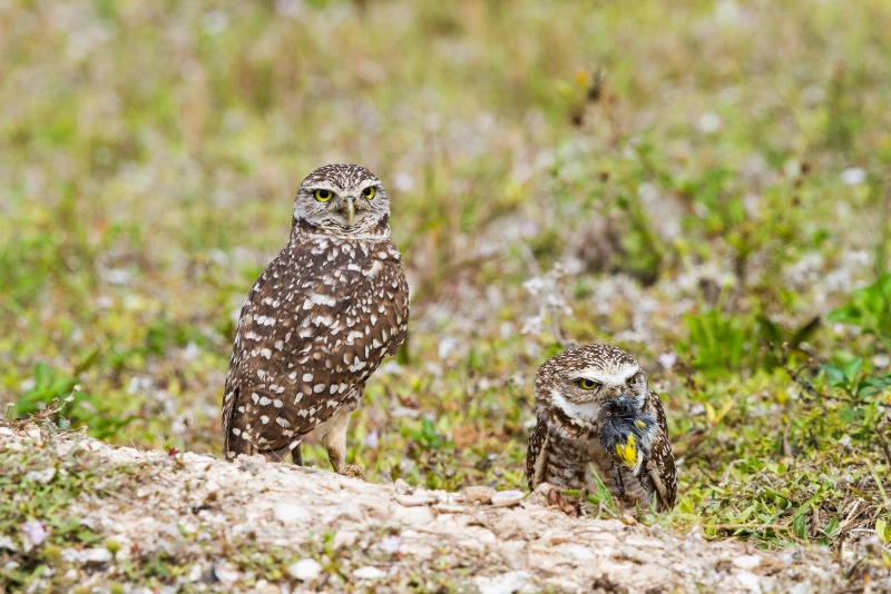 Burrowing Owl with Bird