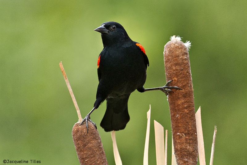 Red-winged Blackbird on Cattails