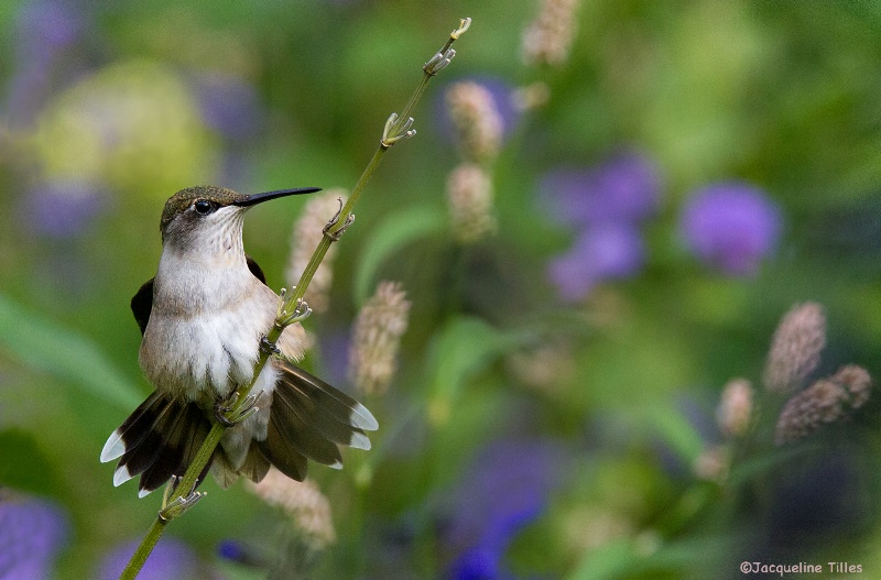 A Stretch in the Garden