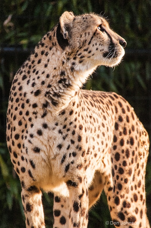 Cheetah Looking Up
