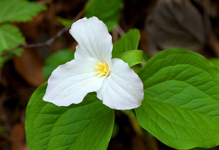 Trillium 10, Smoky Mountains NP