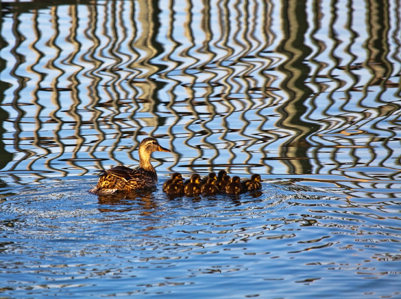 The Ducks