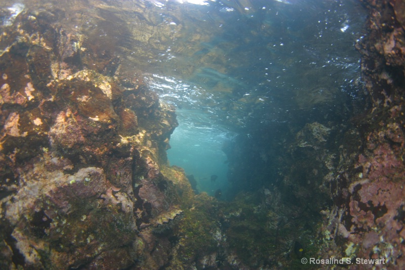 galapagos-underwater-143