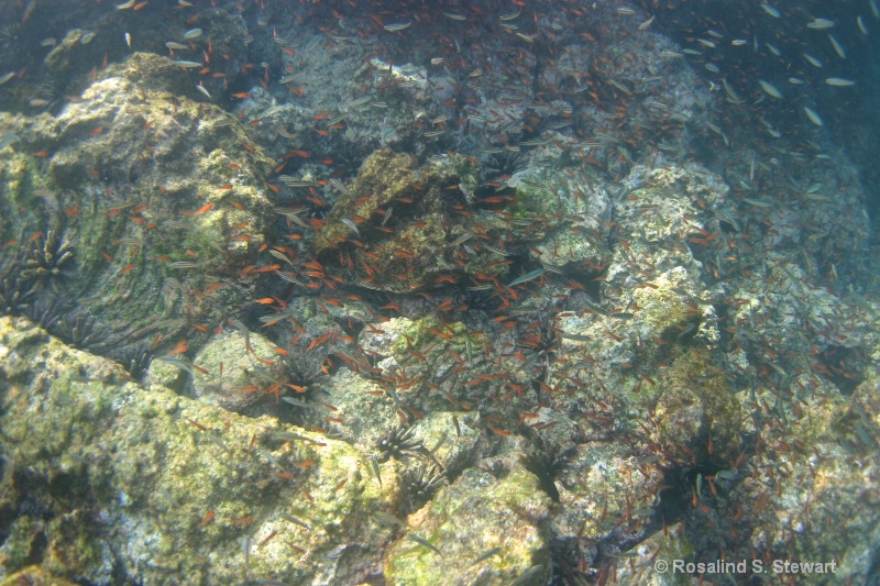 galapagos-underwater-147