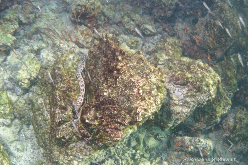 leopard snake eel