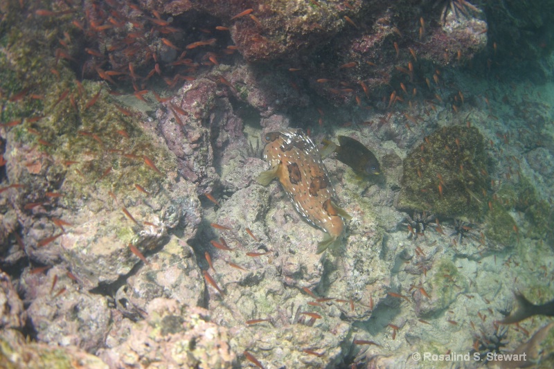 galapagos-underwater-151