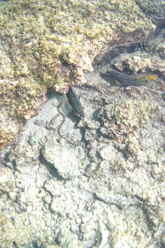 leopard snake eel