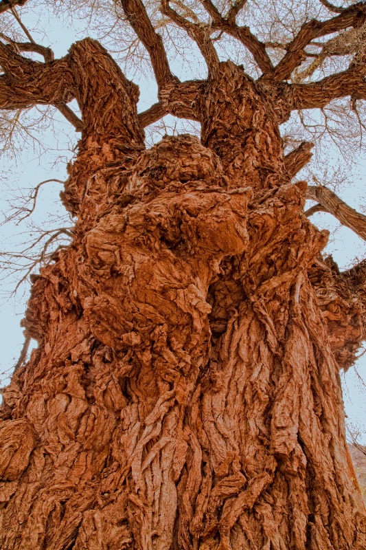 Old Giant Cottonwood Tree