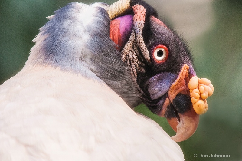 King Vulture at National Zoo
