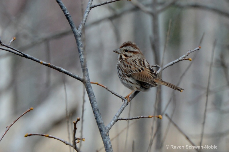 Song Sparrow Stephen Young Marsh