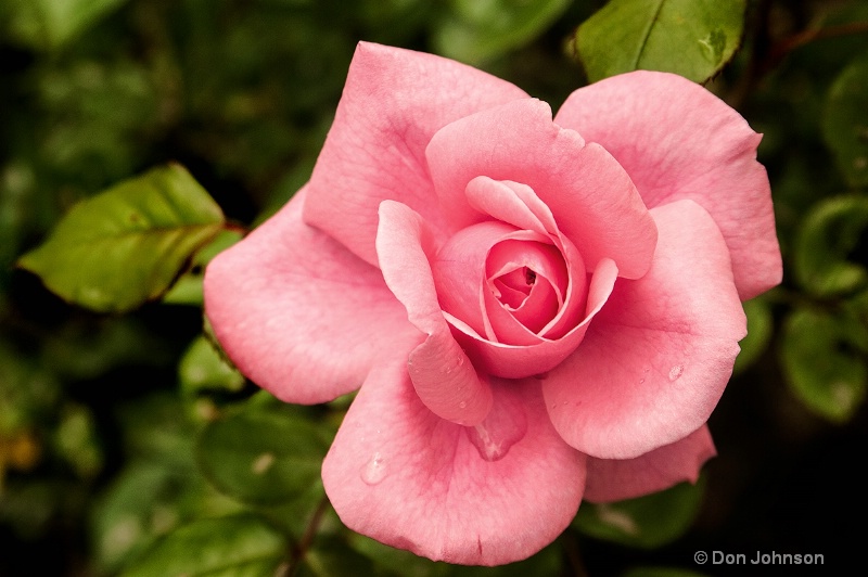 Lexington Pink Rose
