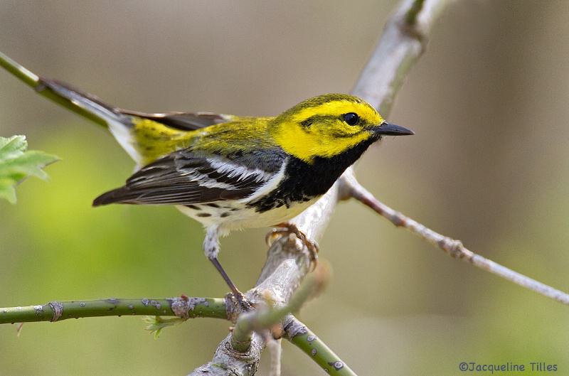 Black-throated Green Warbler