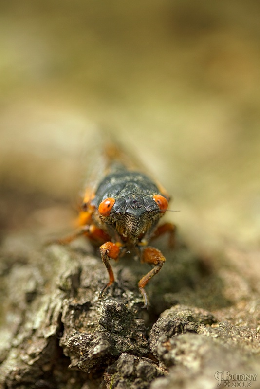 Cicada Emergence