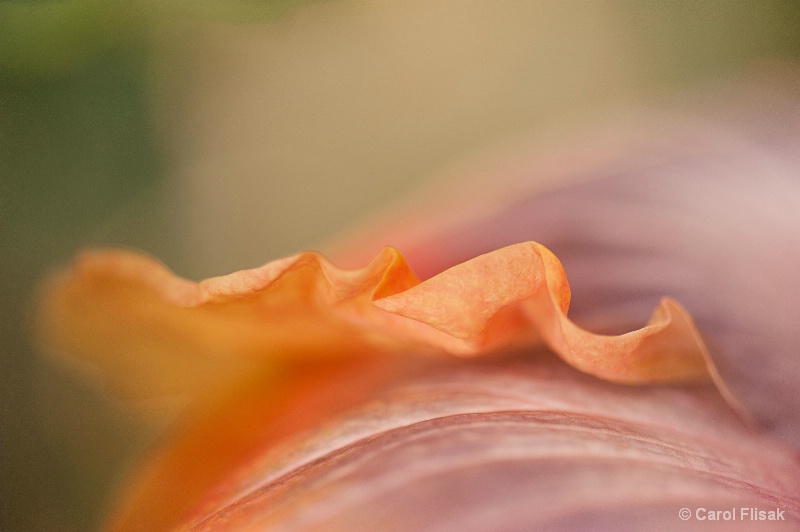 Hibiscus Curves