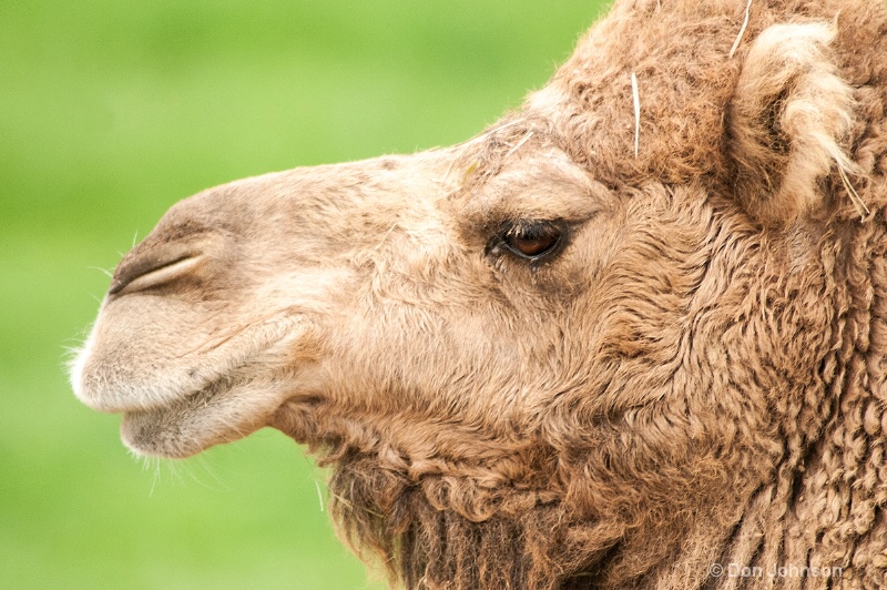 Camel Profile