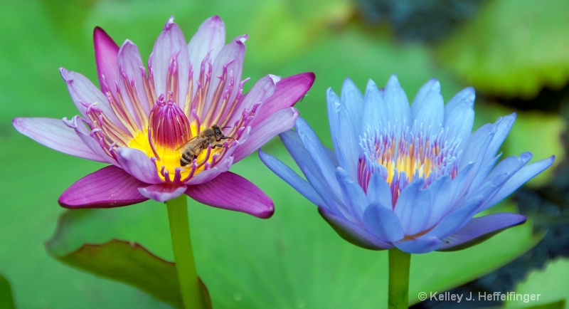 Bee on Water Lilly