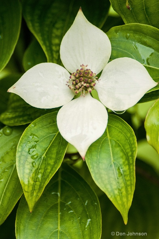 Dogwood Flower
