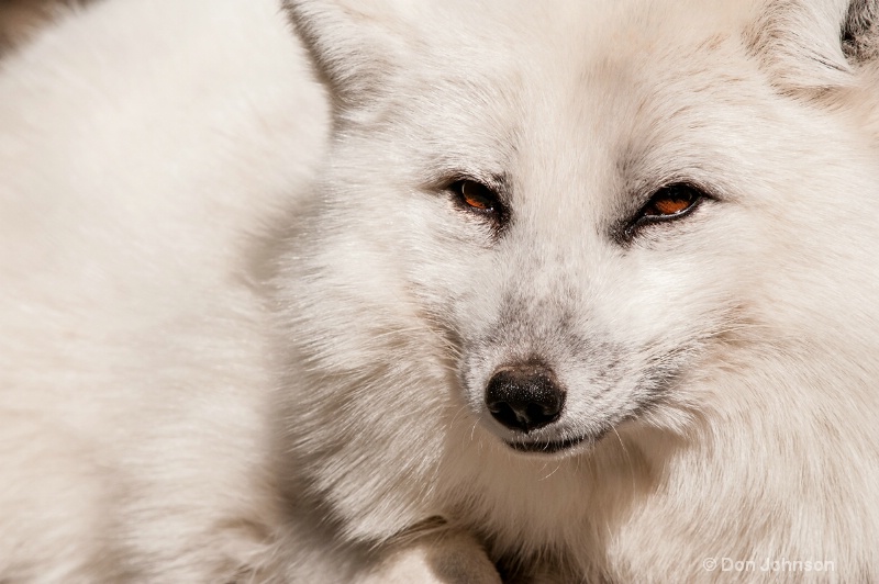 Arctic Fox #2