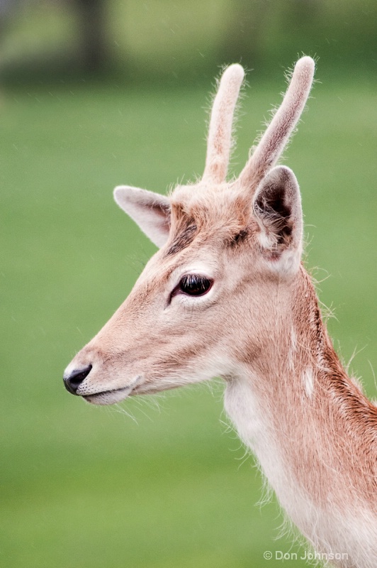 Young Deer Profile