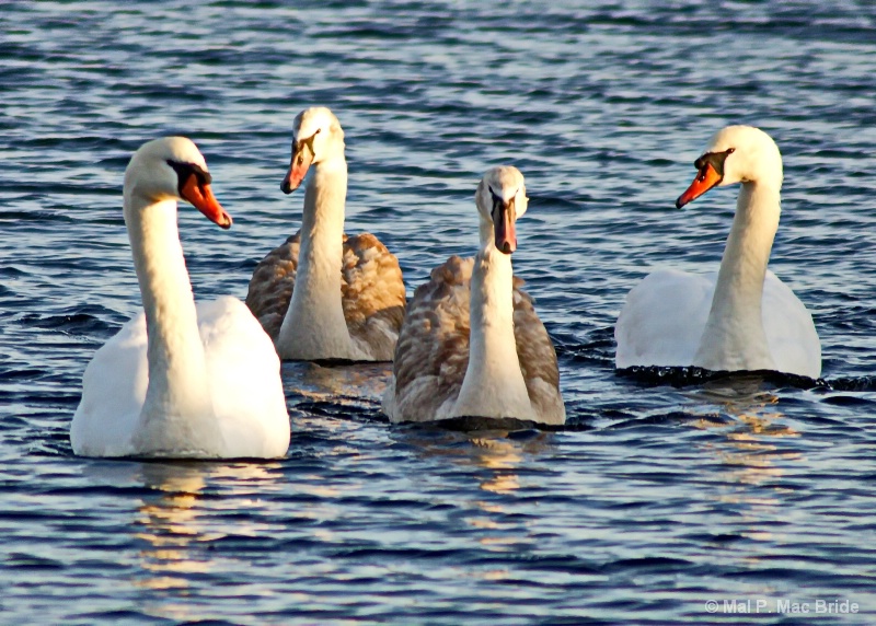 Meeting of the Swans