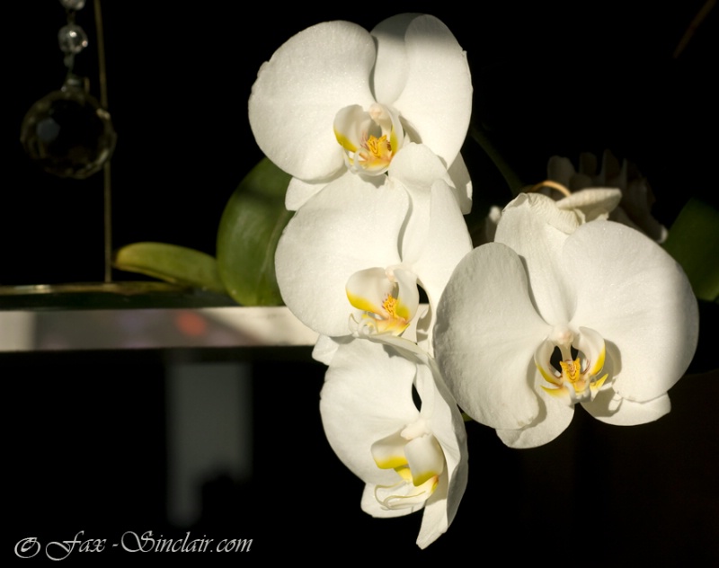 Orchids on the Shelf