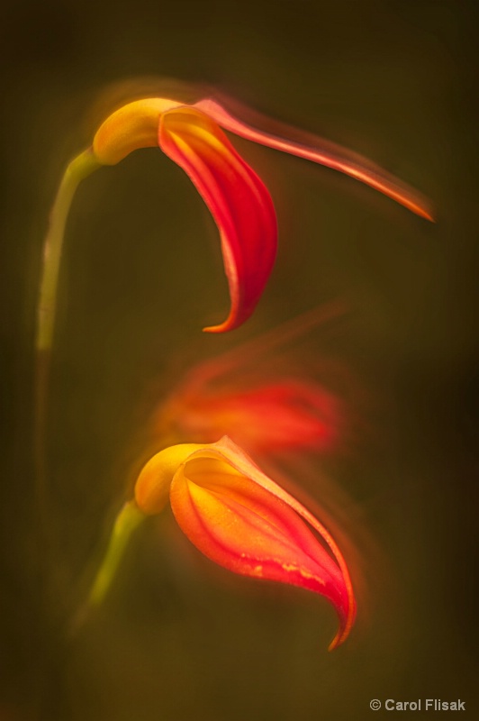 Fiery Orchid ~ Longwood Gardens