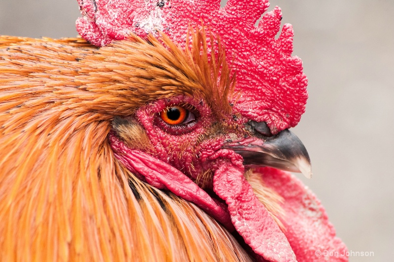 Colorful Chicken
