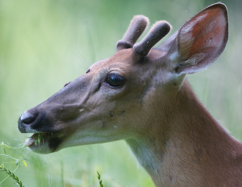 New Antlers