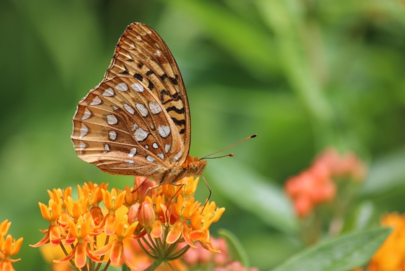 Great Spangled Fritillary