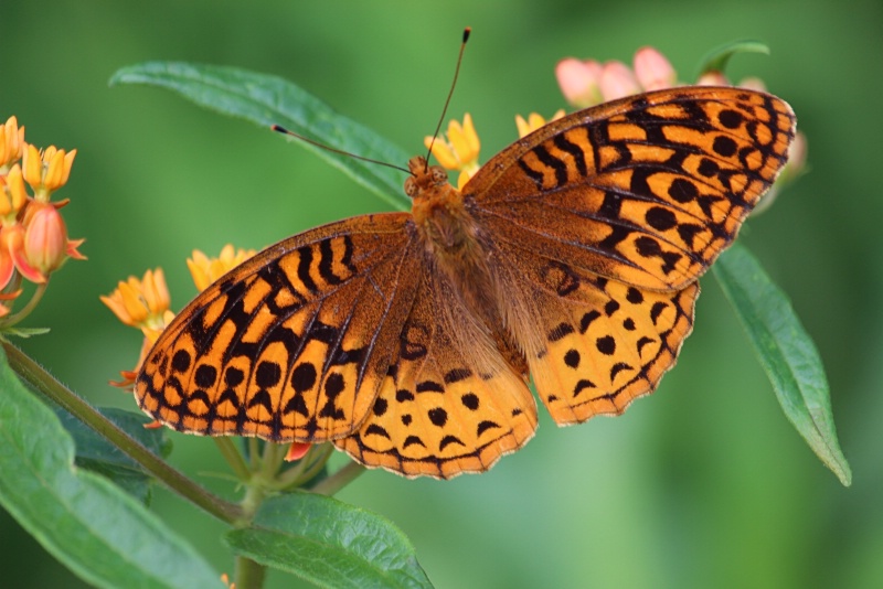 Great Spangled Fritillary #2