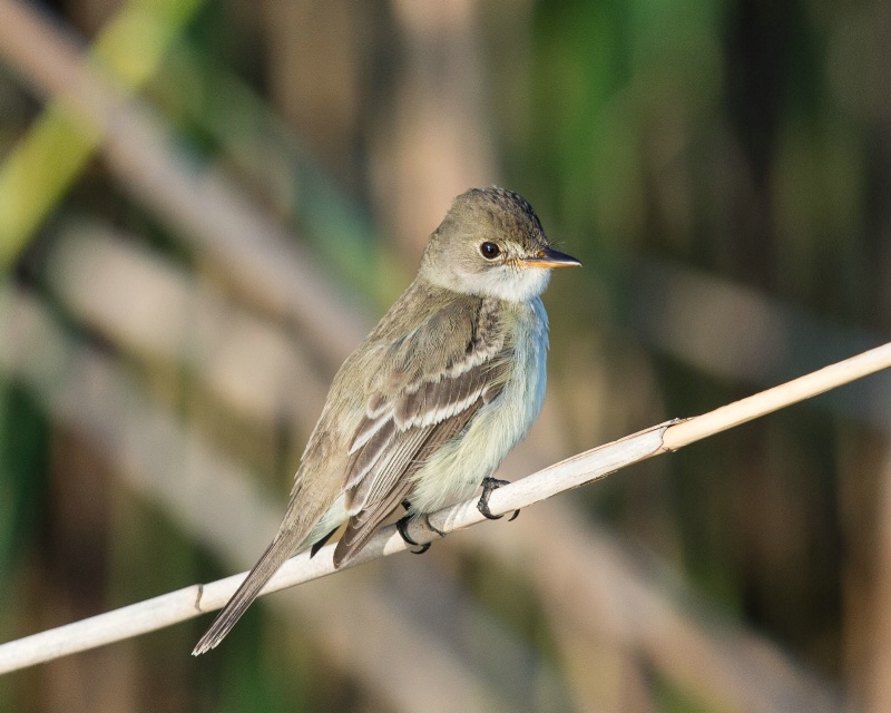 Willow Flycatcher - Jun 22nd, 2013