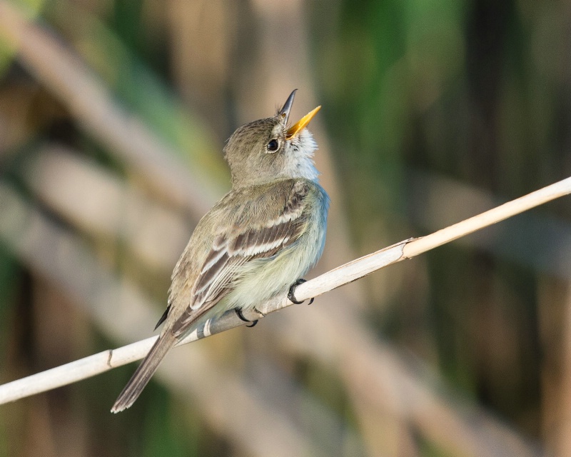 Willow Flycatcher - Jun 22nd, 2013