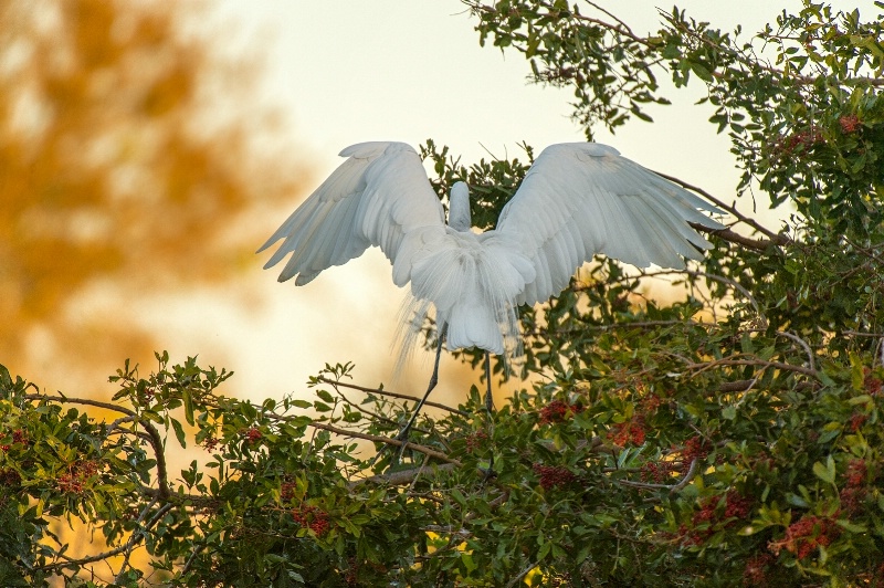 the wonder of wings..