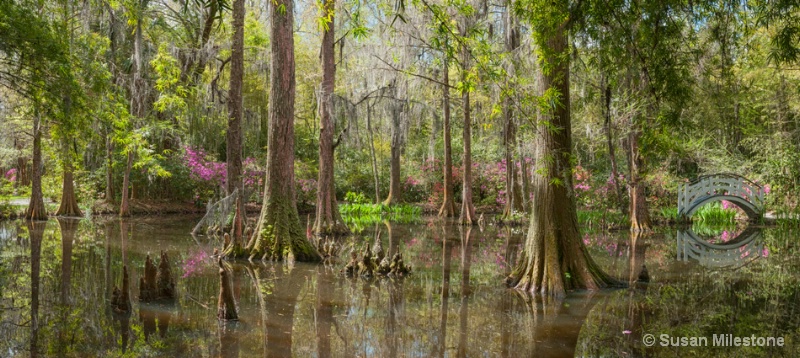 Cypress Pond 13 Pan 1, Magnolia Plantation