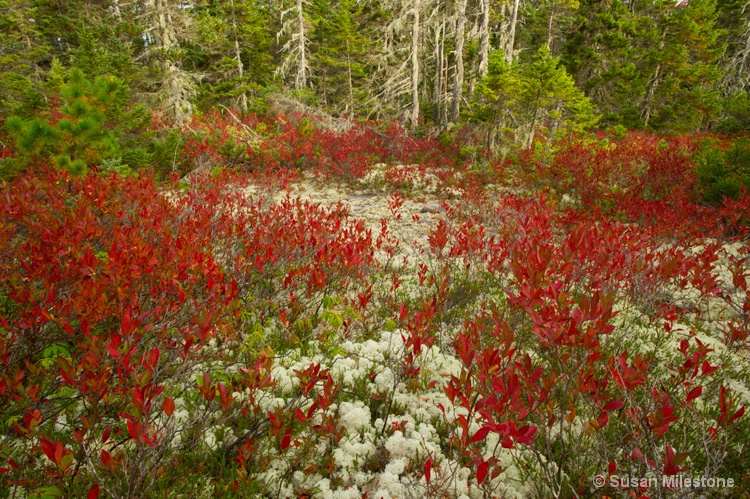 Blueberry Bushes & Lichen 2274, Acadia NP