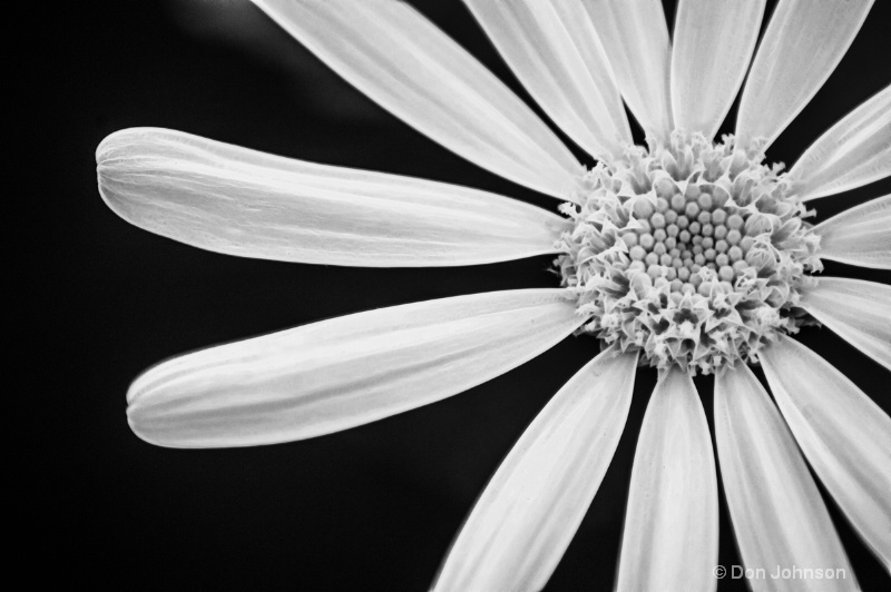 Another B&W Daisy-Fract
