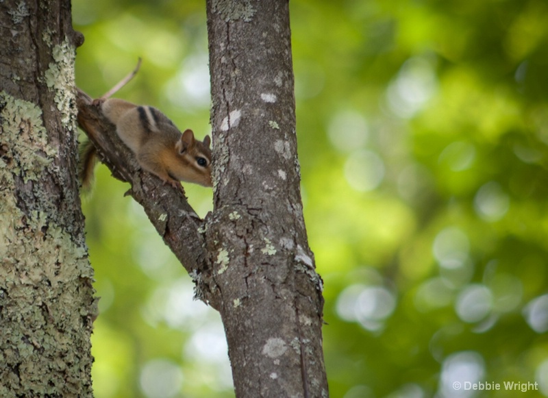 Shy Chipmunk