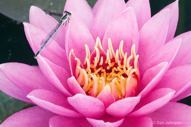 Lily & Dragon Fly