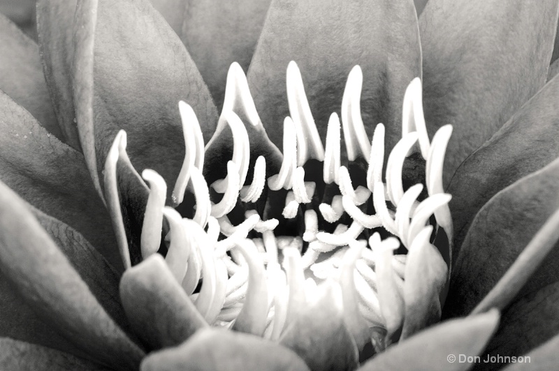 Lilypons B&W (Pink) Lily