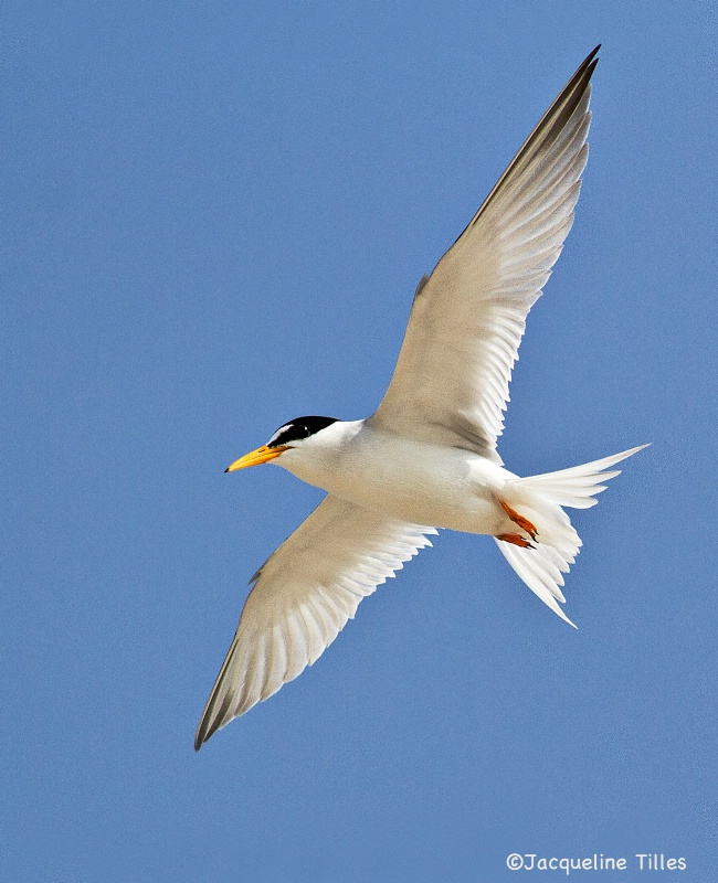 Lesser Tern in Flight