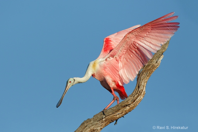 Roseate Spoonbill after landing