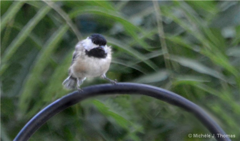 Grouchiest  Chickadee, I Have Ever Seen !