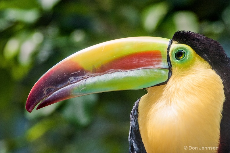 Keel-Billed Toucan