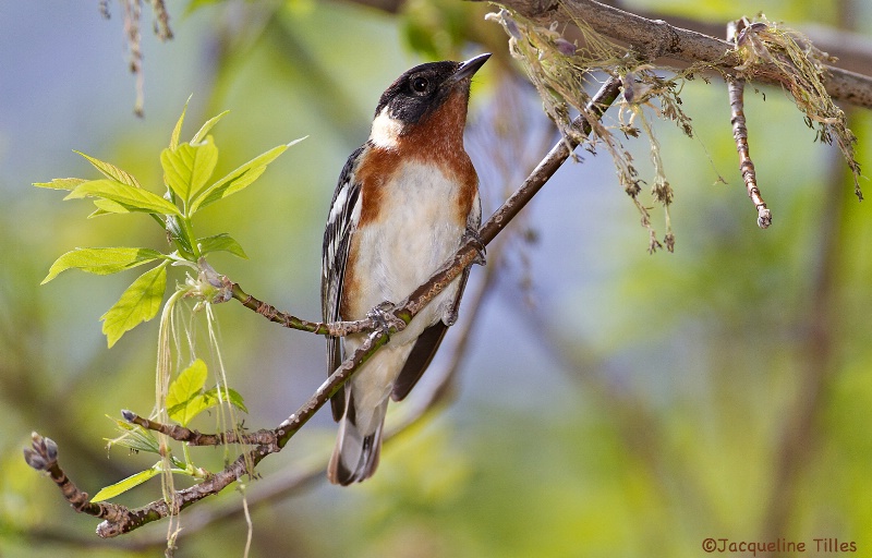 Bay-breasted Warbler