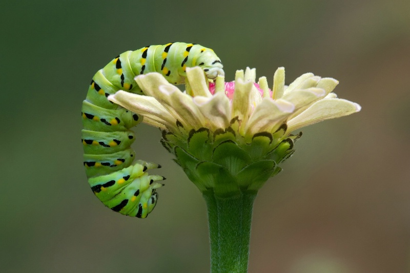 Black Swallowtail on Zinnia in My Garden