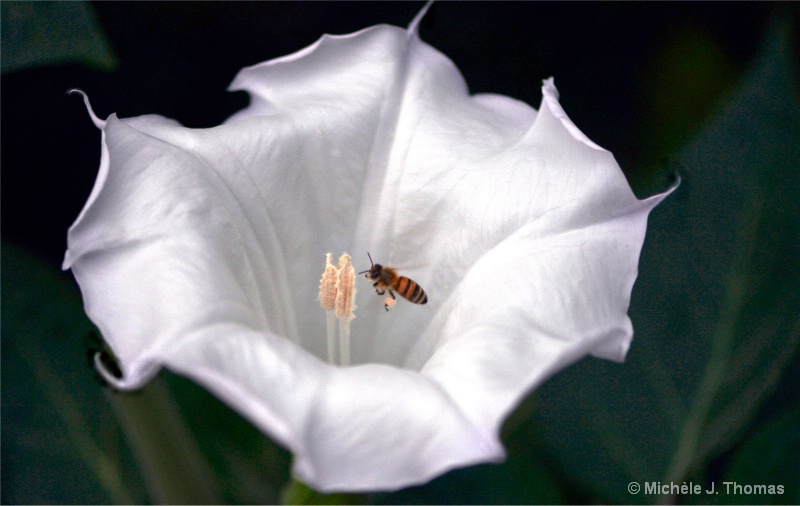 Datura and Bee, with Pollen !
