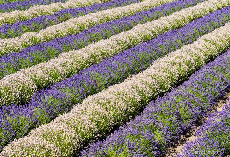 Lavender Festival in Sequim, Washington