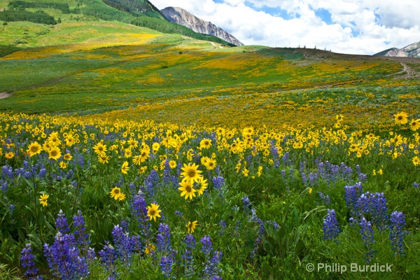 mt crested butte