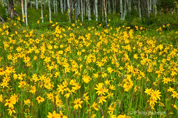 waunita pass sun flowers