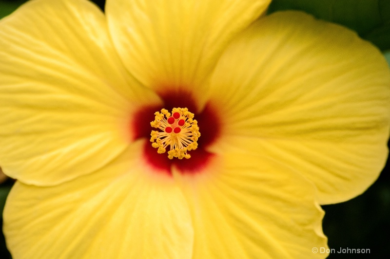 Yellow Hibiscus in Pittsburgh